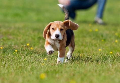 Im folgenden erfahren sie alles rund um das thema hundeschule, sprich die konkreten kosten, ab wann, wie lang und warum der besuch einer solchen sinn ergibt, sowie wo sie. Ab wann mit dem Welpen in die Hundeschule? › mydog365 Magazin