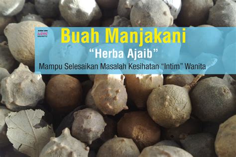 Produk herbal mustika dara hpai hadir untuk kaum perempuan yang memiliki masalah kesehatan dangan bagian organ paling intim pada wanita.karna mustika dara memiliki khasiat yang sangat ampuh di dalam mengurangi bau tidak sedap pada organ intim. Buah Manjakani | Women Online Magazine