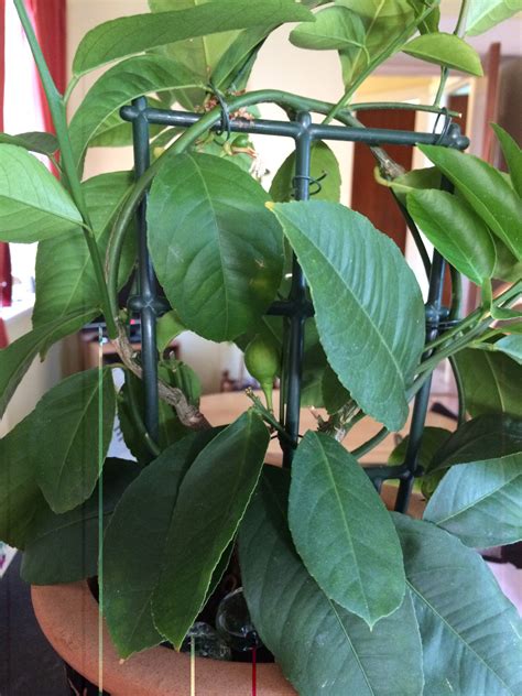 Lemon trees need regular and deep watering that reaches the root system. Lemon Tree Leaves Turning Yellow Australia - e-ntgreenlife