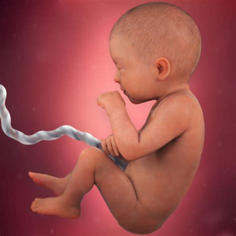 Você tem cinco meses e. Desenvolvimento fetal - 31 semanas de gravidez - BabyCenter