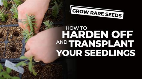Harden off plants in a sheltered spot. How to Harden Off and Transplant Your Seedlings - YouTube