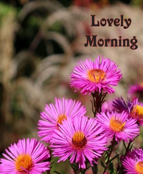 Pin by Lara on Morning wishes | Good morning flowers, Good morning inspiration, Morning flowers