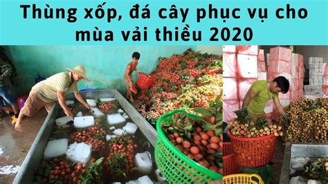 Những ngày này, vải thiều tại các huyện như lục nam, lục ngạn, (tỉnh bắc giang) đã bắt đầu vào thời điểm chín rộ. Vải thiều bắc giang 2020 - Đủ thùng xốp, đá cây phục vụ ...