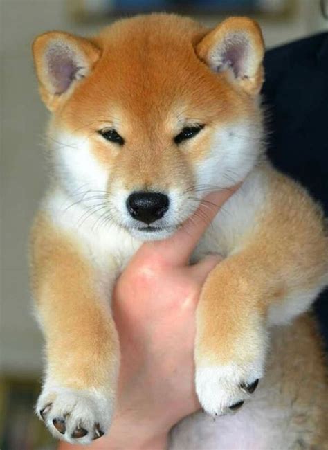 My shiba inu pupies are given lots of individual attention. Pin by Cate Casper on Dogs and Doggy Stuff | Shiba inu dog ...