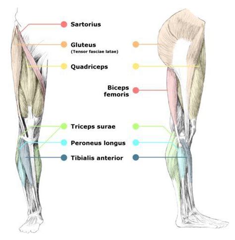 Explained beautifully in an attachments of sartorius muscle: Lower Body Overview | Body anatomy, Muscle body, Leg muscles