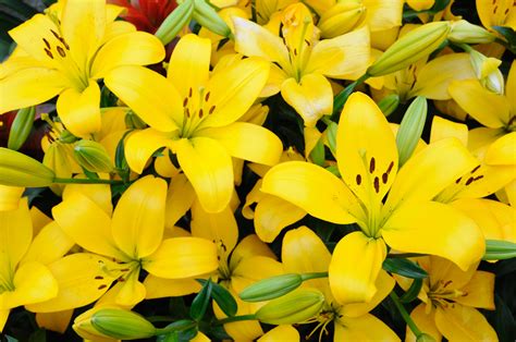 I suoi differenti fiori hanno un profumo delizioso e attirano le api. Buon Compleanno Con Fiori Gialli : Bouquet Tulipani Gialli ...