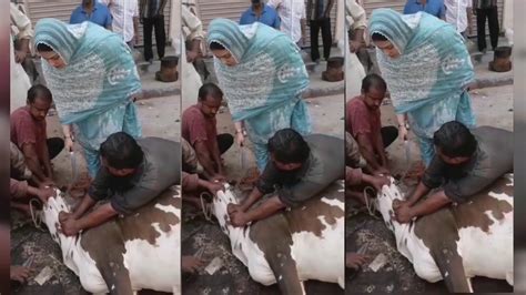 A slaughter cow is a mature female bovine that has already given birth at least once or twice and has been culled from the breeding herd to be sent to slaughter. Woman Slaughter A Cow on 2nd Day of Eid 2020 | عورت نے ایک ...