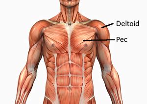 These are extremely detailed human torso models. Upper Torso Muscle Anatomy / Anterior Abdominal Muscles ...