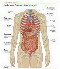 Anatomie mensch innere organe frau und mann ansicht korper von vorn organe frau anatomie organe anatomie des menschen. Anatomie Mensch, innere Organe Frau und Mann, Ansicht ...