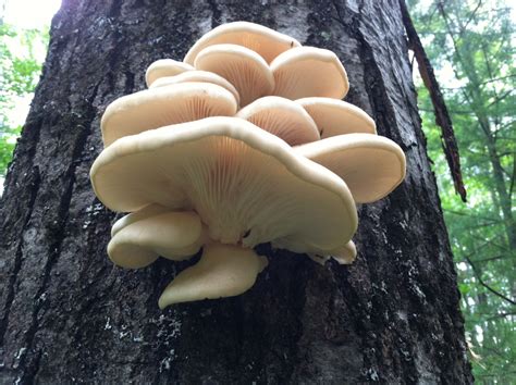 Category: - Northstate Mycological Club