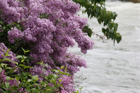 Send flowers from a real spokane, wa local florist. The Lilac City - Spokane, WA | Washington state, Spokane ...