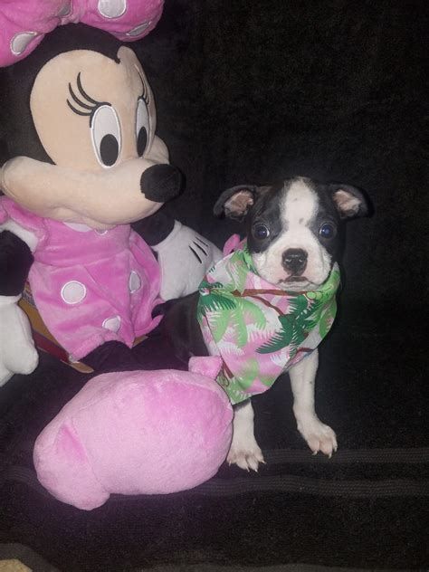 Tina is a chunky boston terrier puppy that has the cutest personality! Boston Terrier puppy for sale in Cedar Hill, Texas #bostonterrier #bostonterrierpuppy # ...