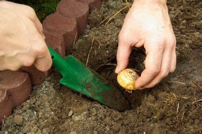 01.04.2019, 01:05 wann blühen krokusse? Krokus » Wann ist die beste Pflanzzeit?