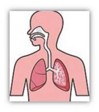 Cm1 séquence 1 objectifs : CM • Sciences • La respiration et la circulation sanguine ...