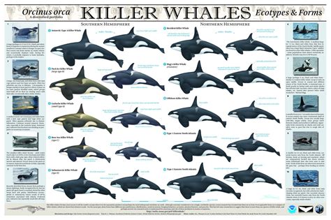 You know that the hump stores fat, which can be used as both a food and water source for to survive the harsh australian summers, kangaroos will cool off by licking their forelegs. Adaptations - ORCA WHALES