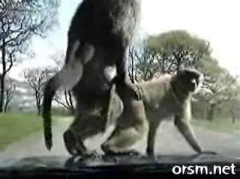 Es probable que los sonidos de apareamiento atrajeran a la hembra mayor al límite de su territorio. Monos Sorpresa en el Safari Park - YouTube