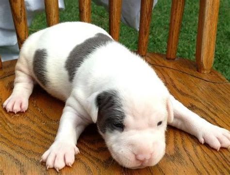 4 pitbull puppies for sale 3 female and 1 male. Blue Pitbull puppies for sale in VA for Sale in Colonial Heights, Virginia Classified ...