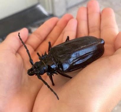 Size thornless palo verde several months ago. Arizona Summer Pest Control Tips | Custom Pest Control