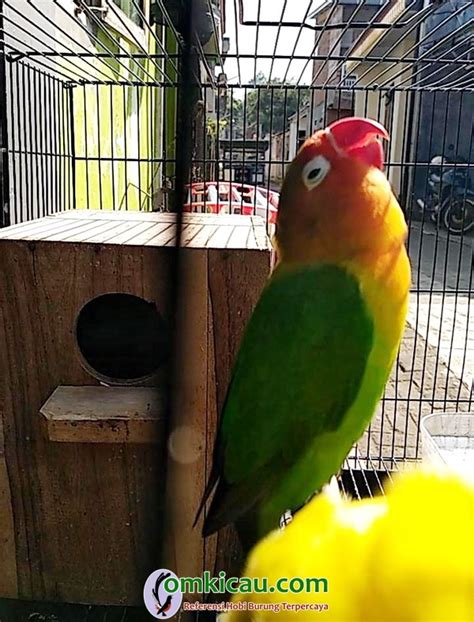 Pakan lovebird konslet, bisa juga pakan lovebird ngekek panjang,ternyata mudah untuk cara meracik pakan lovebird konslet dengan g0ld c0in perkutut halo teman teman saya membagikan racikan pakan lovebird ngekek panjang dengan cara memberikan jamu pakan lovebird secara. Racikan Jamu Lovbirt Konslet Untuk Betina / Terhot Super ...