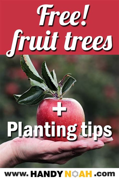 With your help, we'll plant 10 trees in a threatened rain forest. Free trees and planting tips | | Fruit trees, Tree, Plants