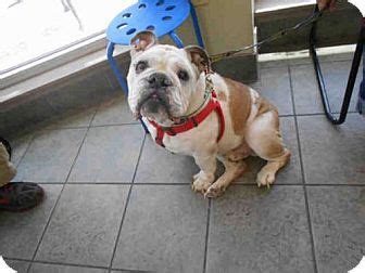 We facilitate adoptions in san antonio & the state of texas by assisting pregnant women, birth parents as well as future/hopeful adoptive parents we are honored to be considered as a potential adoptive family for your child. San Antonio, TX - English Bulldog. Meet BUDDY, a dog for ...