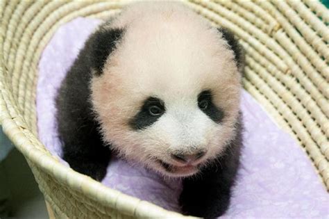 上野動物園は6月4日から再開園します / ueno zoo will reopen on june 4. 【上野パンダ】駐日中国大使、上野のパンダ「シャンシャン ...
