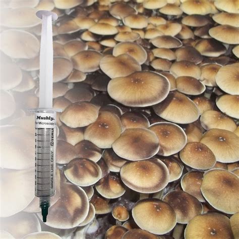 Gary lincoff s telluride mushroom checklist telluride institute. Thai Pink Buffalo Spore Syringe - 100% Viable Mushroom ...