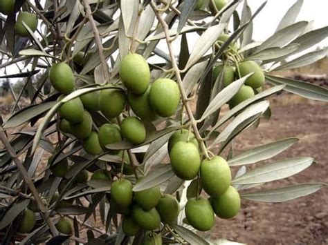 تفسير حلم رؤية الخيار أو أكل الخيار الأخضر في المنام. شجرة الزيتون الاخضر في المنام للعزباء - Shajara