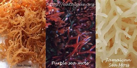Check spelling or type a new query. What is Sea Moss Good For? - Eat Algae