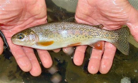 Oncorhynchus mykiss (rainbow trout) are one of the most widely introduced fish species in the world. Oncorhynchus mykiss. Troita arco iris. (Trucha arco iris ...