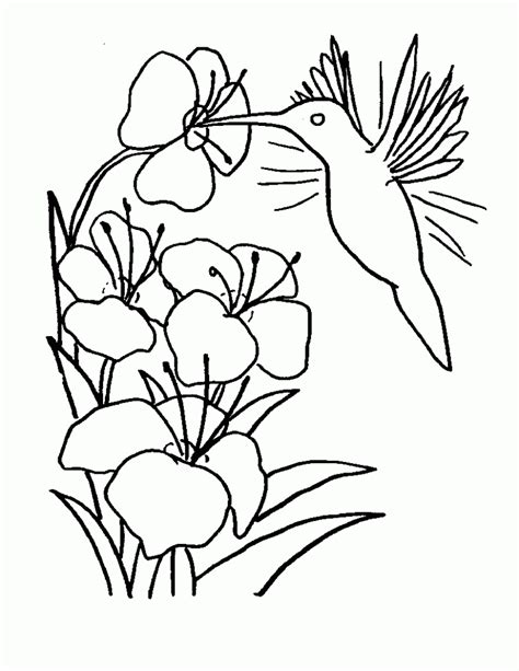 Free printable hummingbirds coloring pages for kids. Free Printable Hummingbird Coloring Pages For Kids