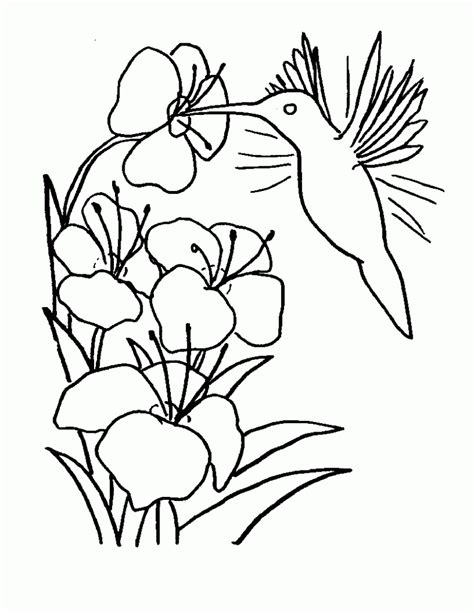 As a creative artist i could help myself and decided to make the drawings of the. Free Printable Hummingbird Coloring Pages For Kids