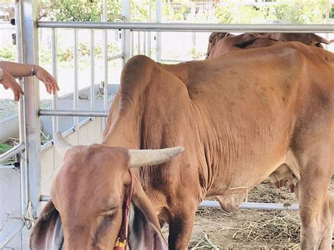 ประเทศไทยพบการระบาดครั้งแรกของ โรคลัมปี สกิน (lumpy skin disease) เกิดเฉพาะในโค กระบือ ไม่เป็นโรคติดต่อสู่คน. ผวาโรคอุบัติใหม่ "ลัมปี สกิน" ในโค กระบือ ระบาดแล้ว 18 ...