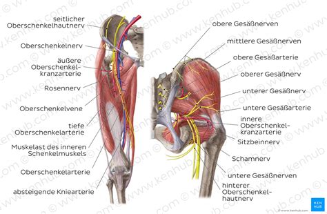 We did not find results for: Anatomie der unteren Extremität - Knochen und Muskeln | Kenhub