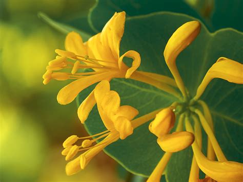 The leaves of the honeysuckle will begin to yellow or darken between the leaf veins or along the margins of the leaf. Lonicera flava (Yellow Honeysuckle) -- more below | Day ...