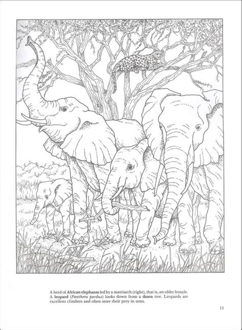African Plains Coloring Book | Dover Publications | 9780486292304