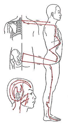 The gallbladder stores bile, which helps the body break down and digest fats that you eat. méridien du TRIPLE RECHAUFFEUR _ heure de pointe : 21-23h _ organe associé: péricarde | BODY ...