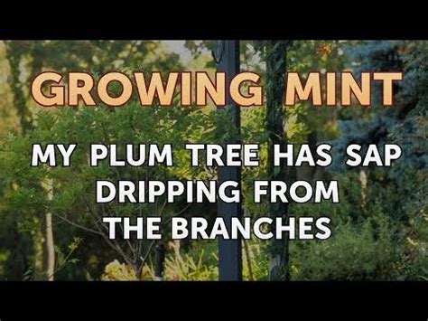 Then publish and share your trees for others to see. My Plum Tree Has Sap Dripping From the Branches - YouTube