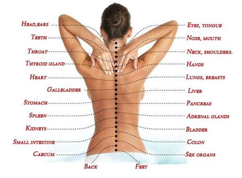 Low back pain and neck pain are among the most common reasons for health care visits. True Cause Of Pain How The Spine Is Connected To Internal ...