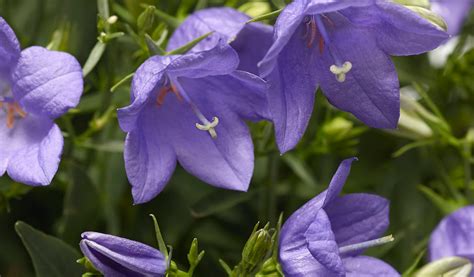 Read more about beyond blue imp. Campanula interspecific - Florigrow