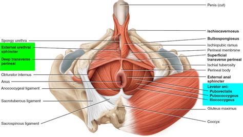 There are 25 hand painted numbers on the model with a guide identifying all 25 parts. How to do Kegel exercises correctly for men, women and ...