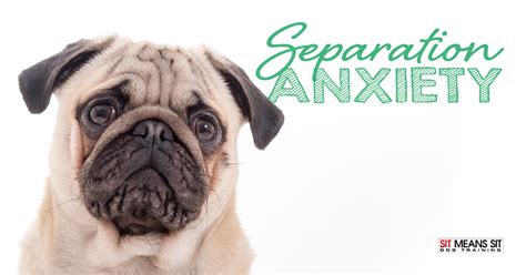 May 06, 2020 · another crucial component in managing separation anxiety in dogs at night is exercise. Tips to Help Your Dog with Separation Anxiety