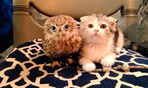 Their diet largely consumes of small rodents, so if a cat was small enough, they could be taken away. What are the similarities between cats and owls? - Quora