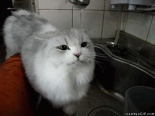 Maybe you would like to learn more about one of these? Funny Cat Drinking Gif Pictures, Photos, and Images for ...