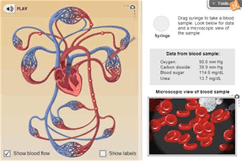 Télécharger des livres par fabien correch date de sortie: Gizmo of the Week: Circulatory System | ExploreLearning News