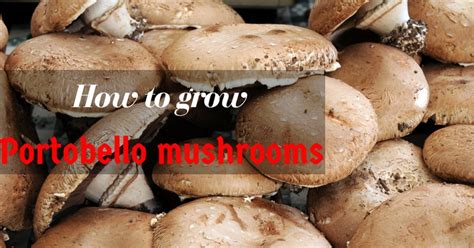 Who doesn't love a good mushroom? Amazing tips to grow the best Portobello mushrooms