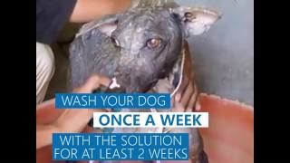 Full guide on home remedies for mange. Home Remedies For Scabies On Dogs - Health Tips