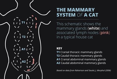 Gastric cancer accounts for less than 1% of all cancers. Cats Get Breast Cancer Too, and There's a Lot We Can Learn ...