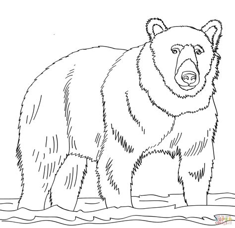 Right now, i recommend brown bear coloring pages for preschool for you, this article is related with printable coloring page dinosaur colouring. Brown bear coloring pages download and print for free