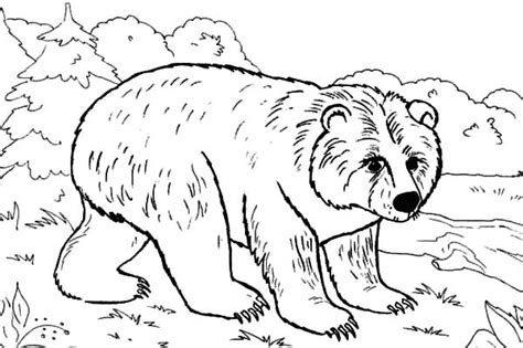 Top 10 best cute bear coloring pages for preschoolers: Brown Bear Brown Bear What Do You See Coloring Pages ...